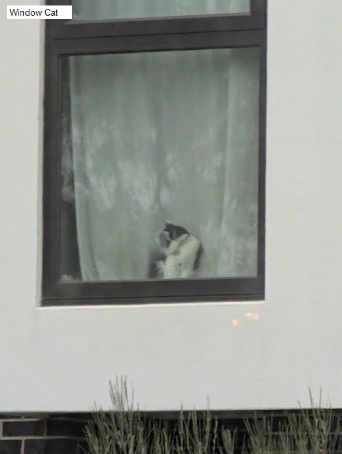 3 review location for tourist in Mulgrave, VIC Australia: 1. Window Cat,2. Dandenong Creek Trail,3. Freeway Reserve,